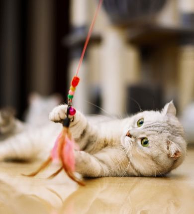 Image Link For Come far giocare di pi&ugrave; il nostro gatto?