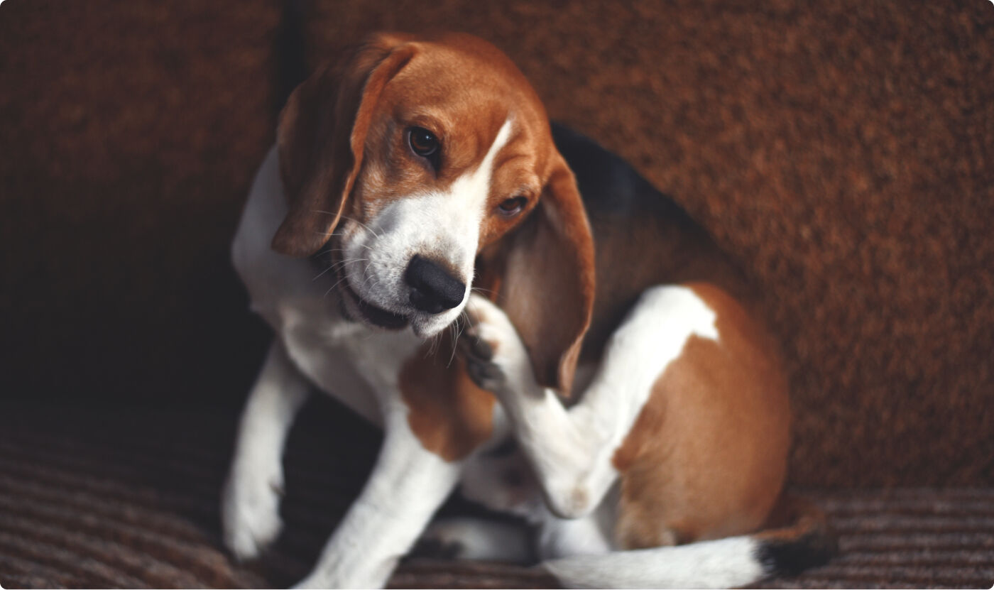 Dormire con un cane dopo la sverminazione