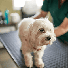 Image Link For La leishmaniosi nei cani