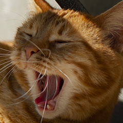 Image Link For Come influisce il caldo nei gatti?