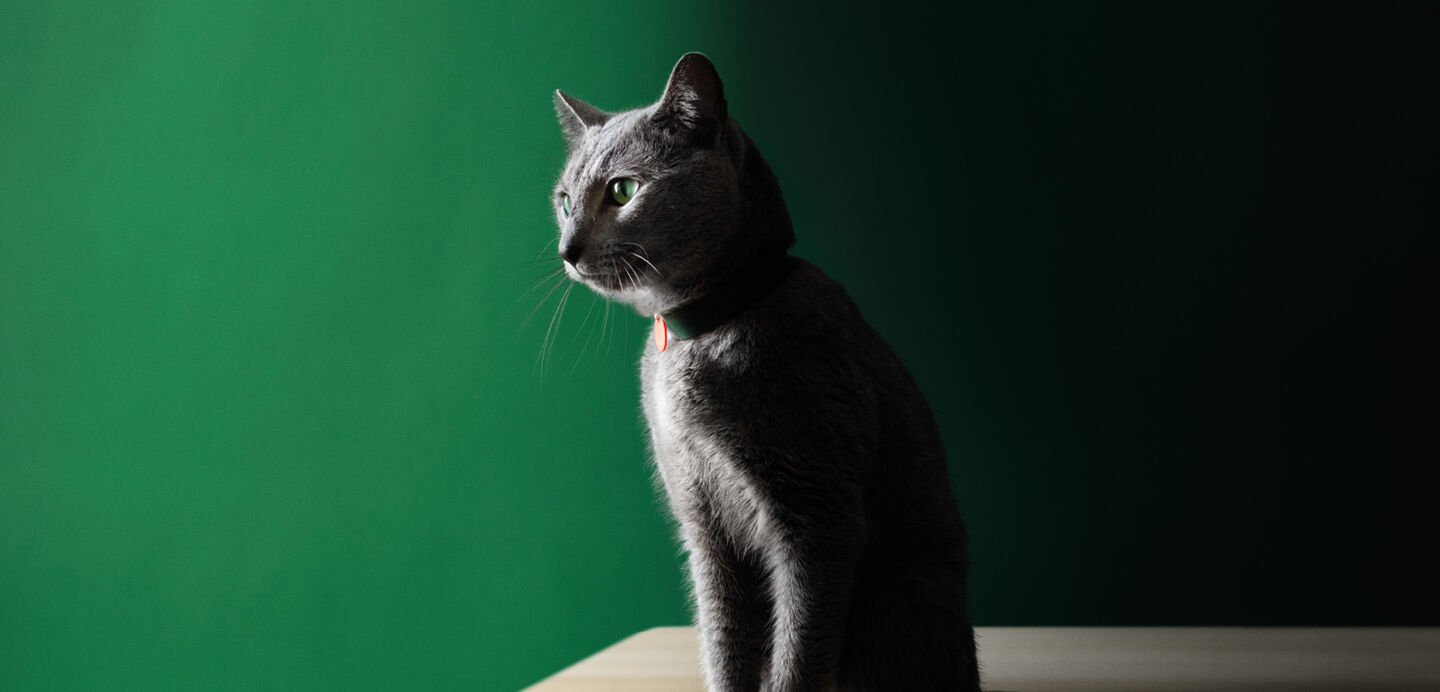 Gatto sterilizzato. Cura e raccomandazioni