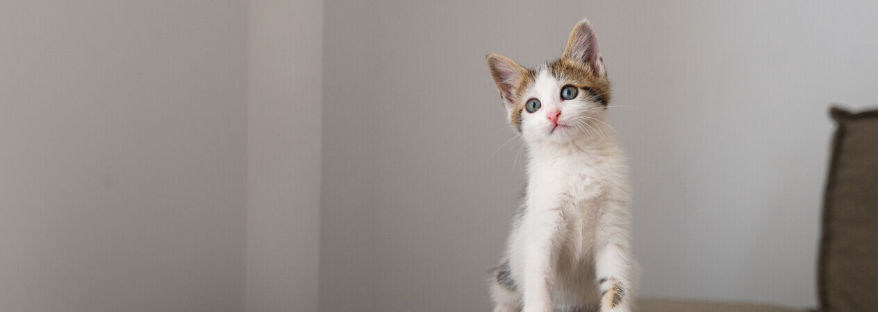 Come educare un gatto?