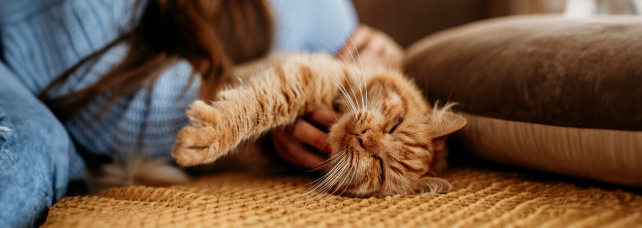 Consigli per l'igiene e la cura del tuo gatto