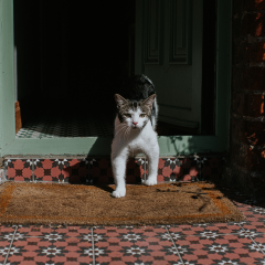 Image Link For Dove va il mio gatto quando esce di casa?