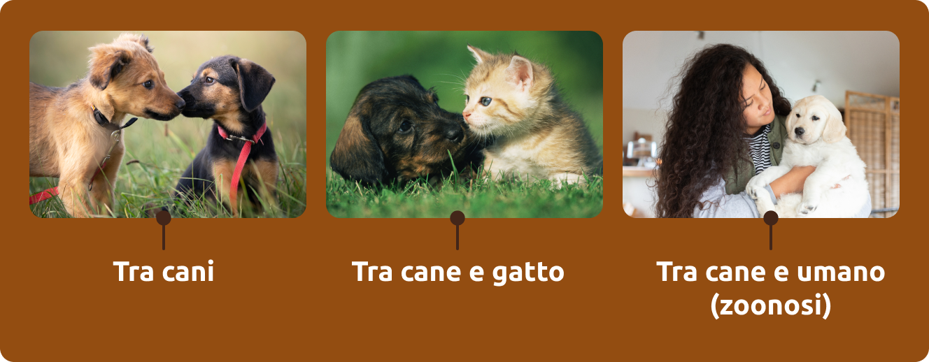 Trasmissione di parassiti