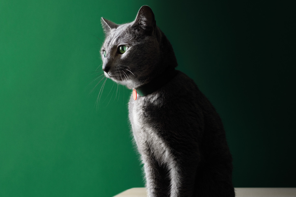 ART recomendado gato esterilizado.png