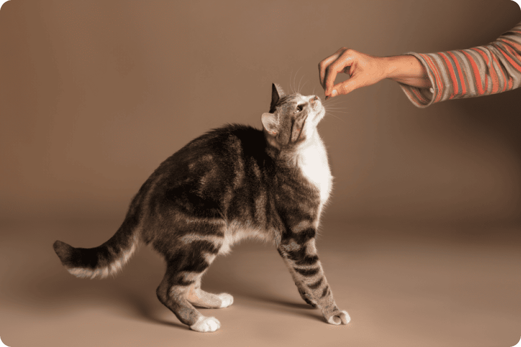 Comportamento del gatto