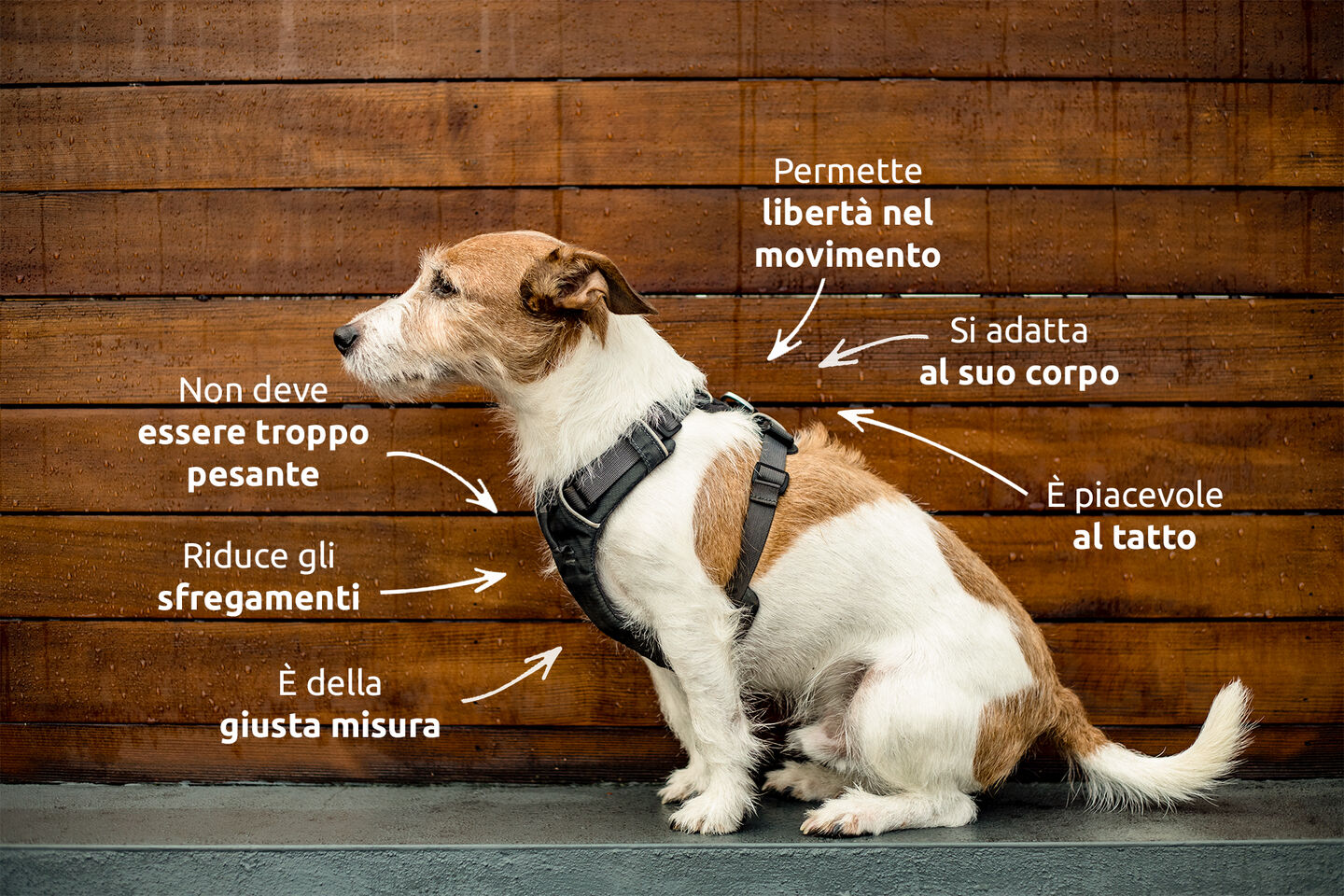 Aspetti per la scelta di un'imbracatura