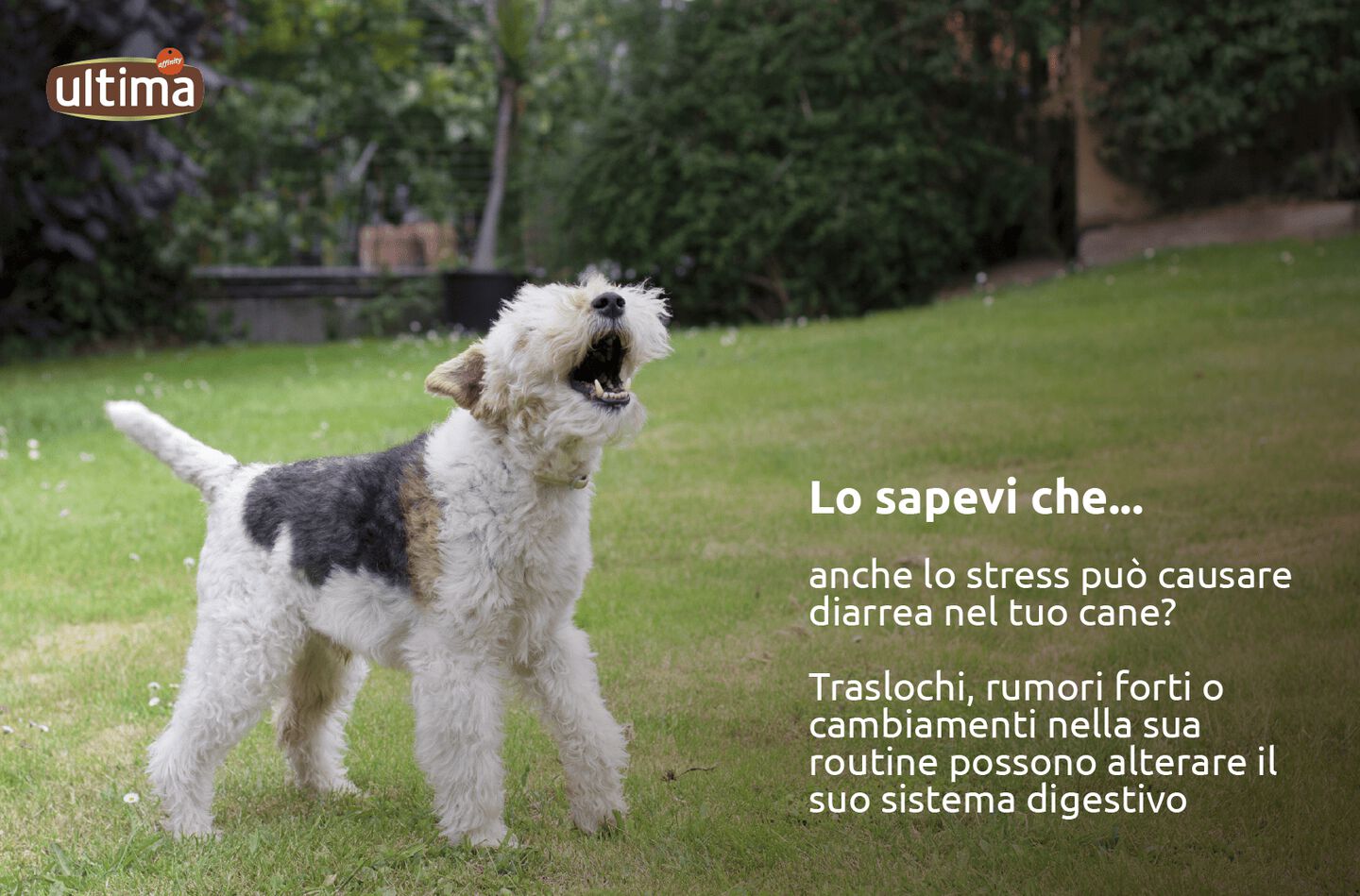Cane bianco con la lingua fuori che salta. Testo: Lo sapevi che... anche lo stress pu&ograve; causare diarrea nel tuo cane? Traslochi, rumori forti o cambiamenti nella sua routine possono alterare il suo sistema digestivo.
