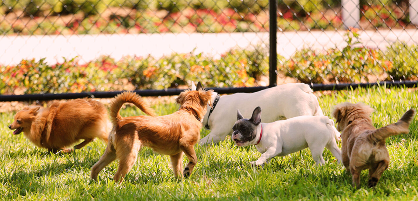 Parchi per cani: come scegliere il migliore