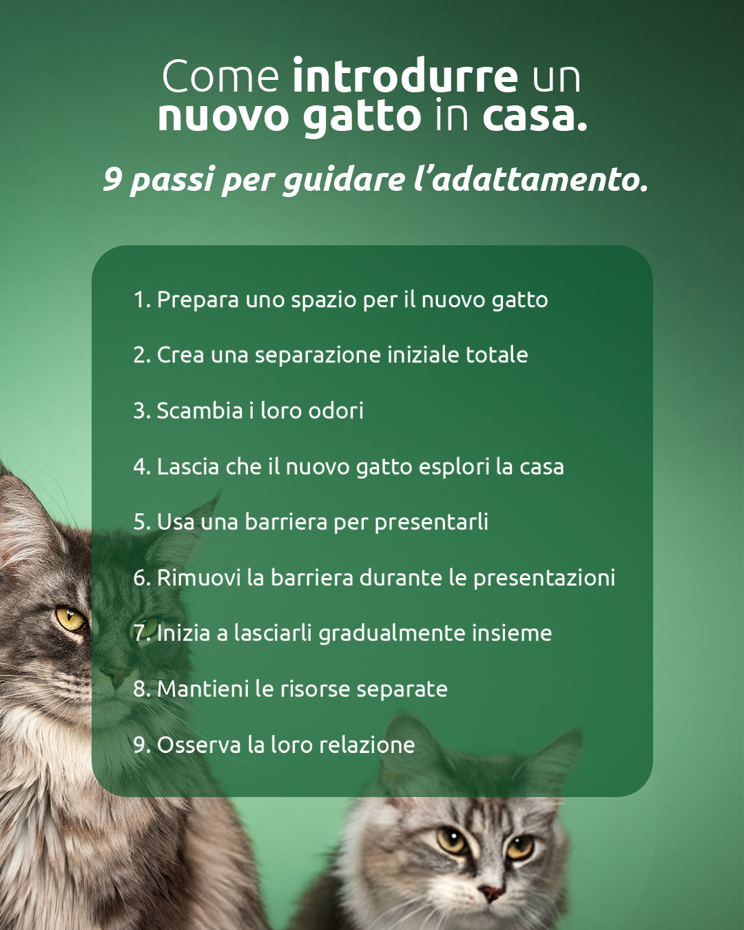 Come introdurre un nuovo gatto in casa