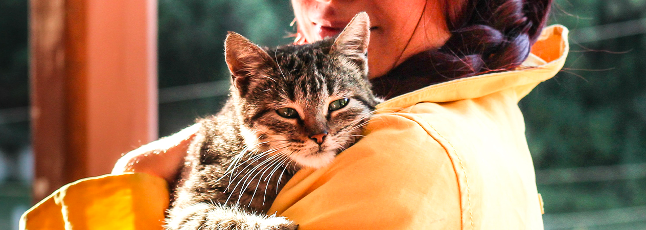 Come conquistare la fiducia del tuo gatto