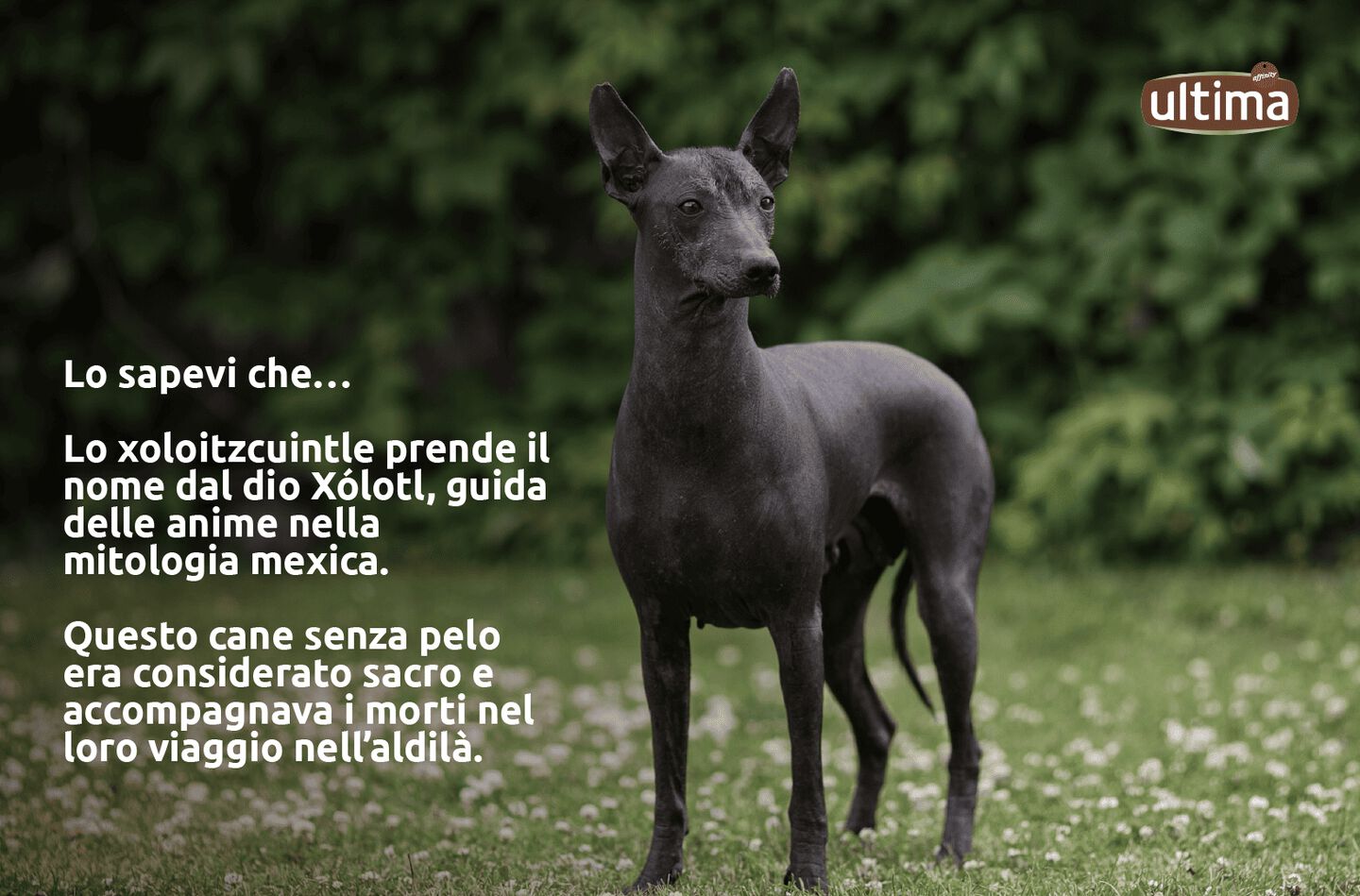 Fotografia di un cane xoloitzcuintle grigio in mezzo al campo. Testo: &ldquo;Lo sapevi che&hellip; Lo xoloitzcuintle prende il nome dal dio X&oacute;lotl, guida delle anime nella mitologia mexica. Questo cane senza pelo era considerato sacro e accompagnava i morti nel loro viaggio nell&rsquo;aldil&agrave;.&rdquo;