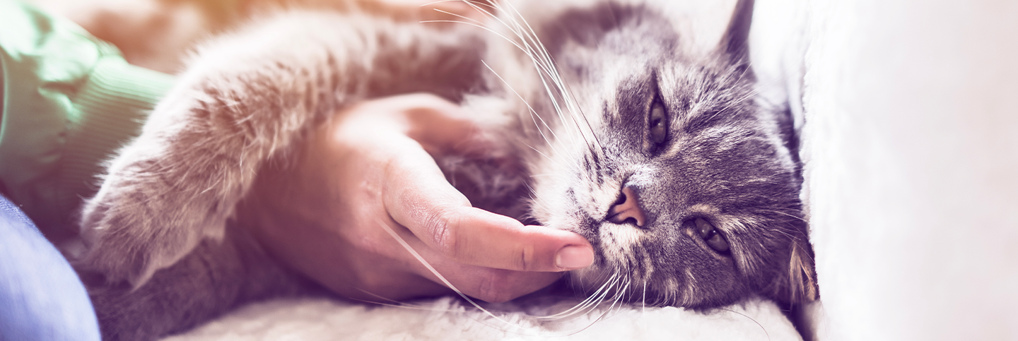 La prima Giornata Nazionale del Gattile