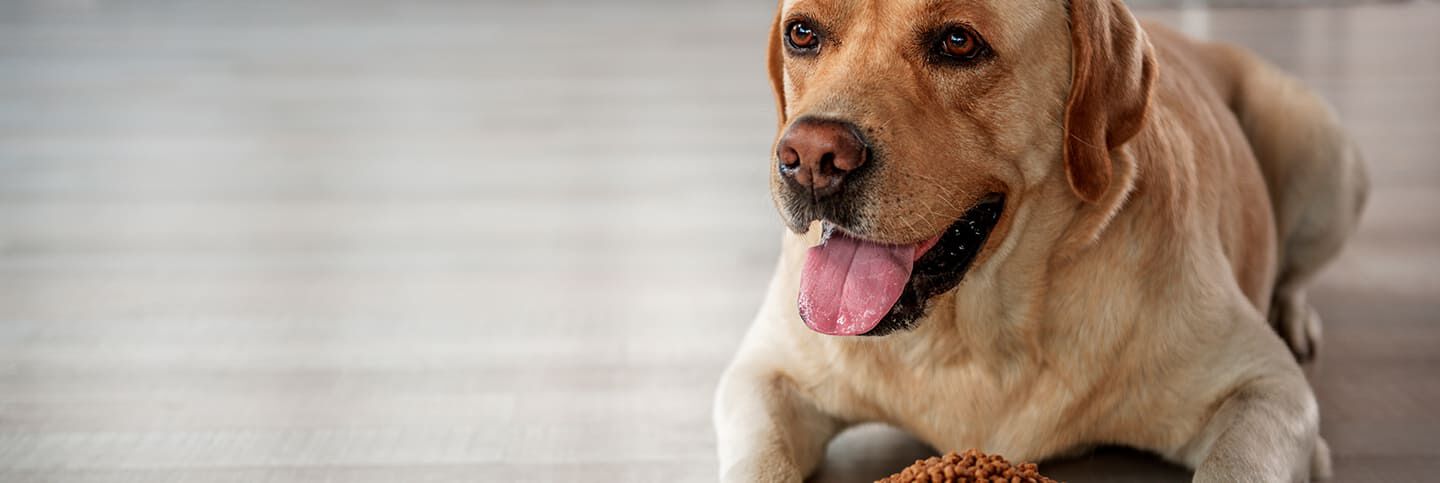 Cane grasso: come farlo dimagrire