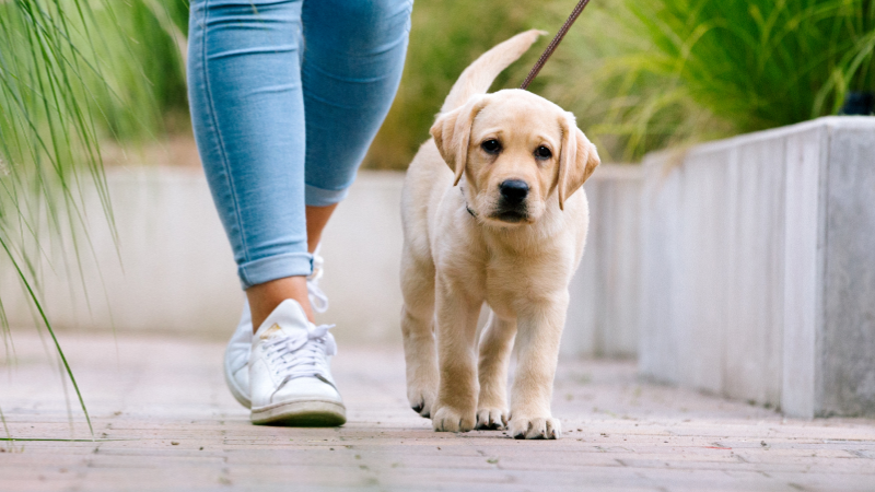 ART Pasear al perro IT.png