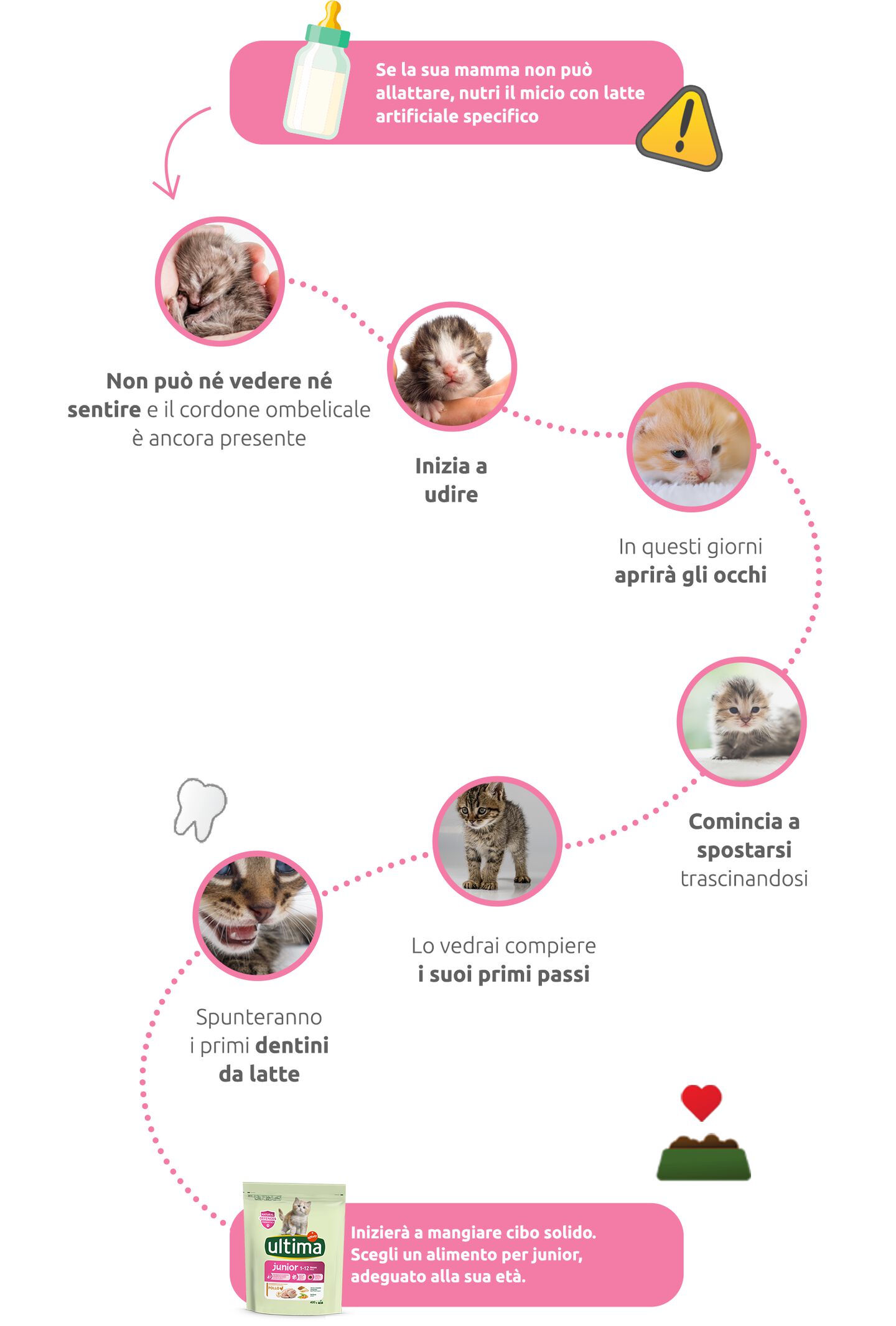 Infografica sulle prime settimane del gattino
