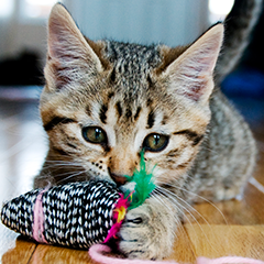Image Link For Quali sono i giochi da fare insieme al tuo gatto? Risvegliamo la sua vogli