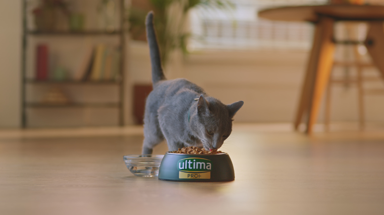 Article Pro Cat.png