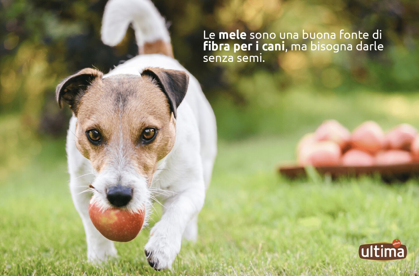 Cane che tiene una mela con la bocca.