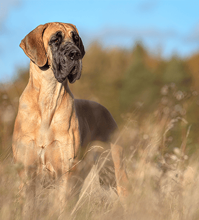 Image Link For Razze di cani grandi