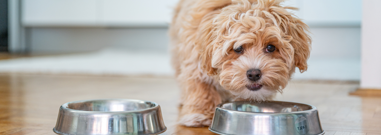 Quando iniziare a dare ai cuccioli il loro cibo?