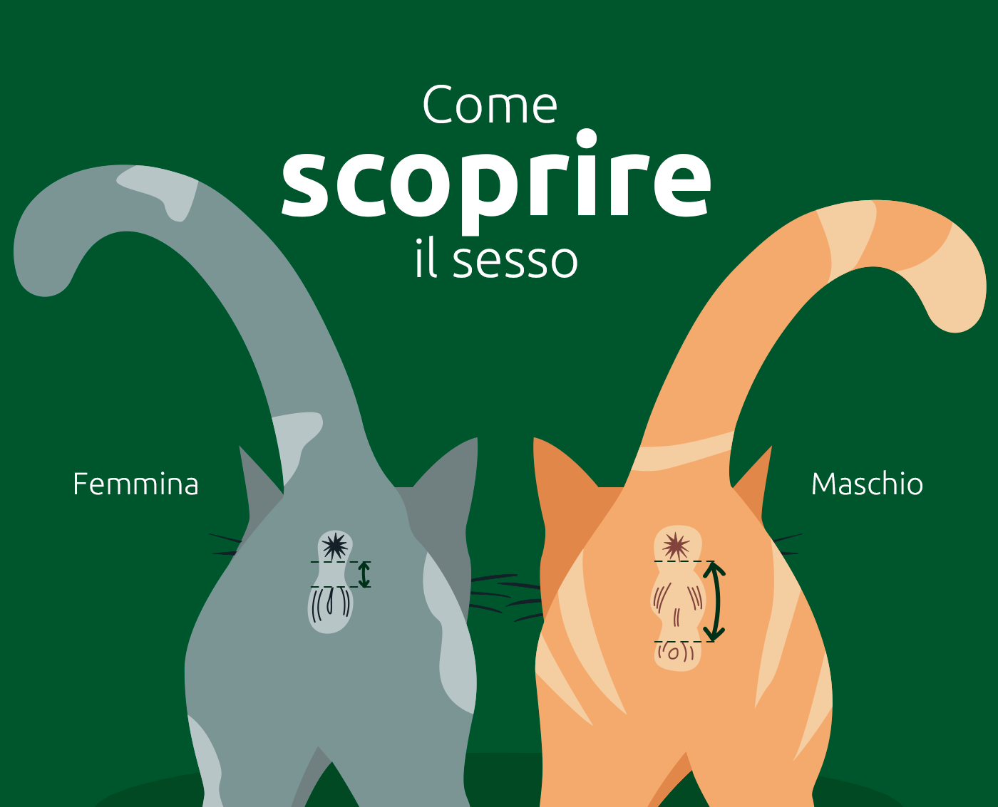 Identificare il sesso di un gatto