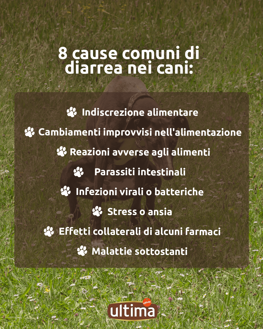 Infografica con il muso di un cane che fa capolino nella foto.  Testo: 8 cause comuni di diarrea nei cani:  ●	Indiscrezione alimentare ●	Cambiamenti improvvisi nell'alimentazione ●	Reazioni avverse agli alimenti ●	Parassiti intestinali ●	Infezioni virali o batteriche ●	Stress o ansia ●	Effetti collaterali di alcuni farmaci ●	Malattie sottostanti Osservare e conoscere le loro abitudini &egrave; fondamentale per individuare tempestivamente eventuali problemi.