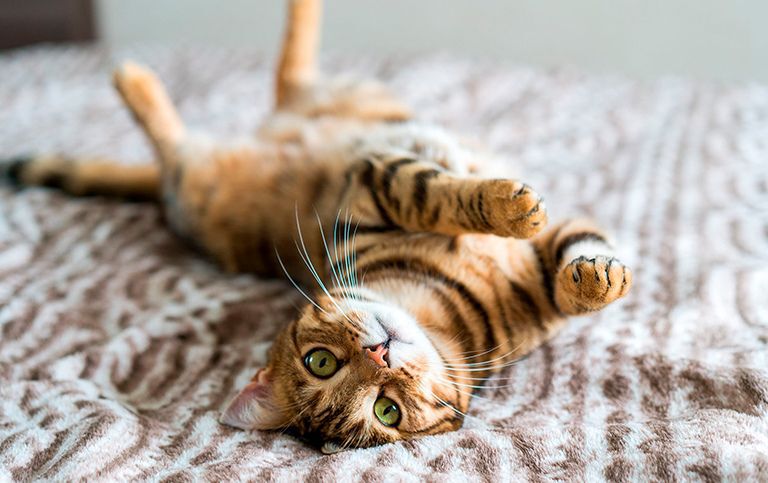 Gatto