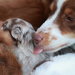 Image Link For Età dei cani: come calcolarla in anni negli esseri umani?