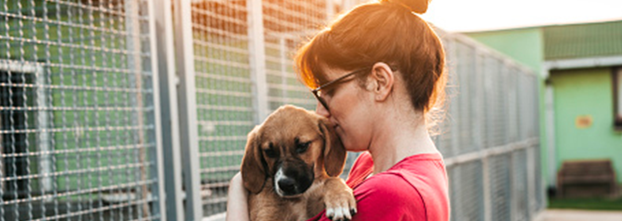 Adattamento di un cane adottato
