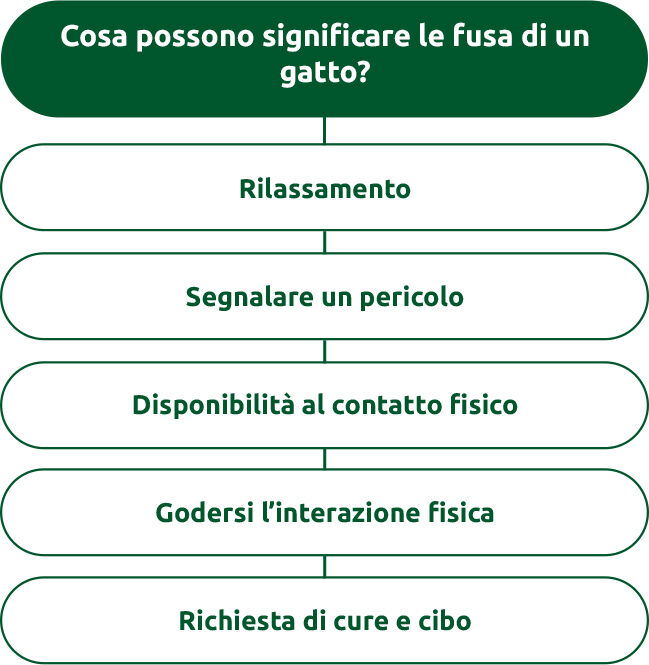 Cosa possono significare le fusa di un gatto?