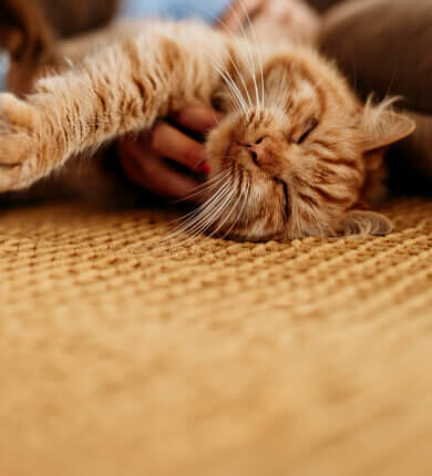 Image Link For Consigli per l'igiene e la cura del tuo gatto