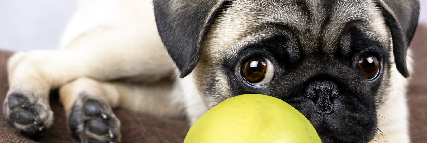 Cibo per cani: cosa può mangiare il nostro amico peloso?