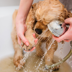 Image Link For Consigli basilari per l'igiene se si vive con un cane o un gatto
