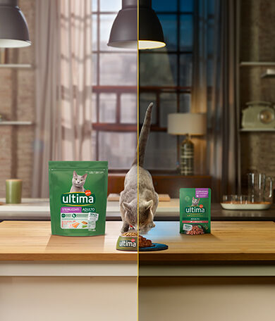 Image Link For Alimentazione mista nel gatto: come combinare cibo umido e secco 