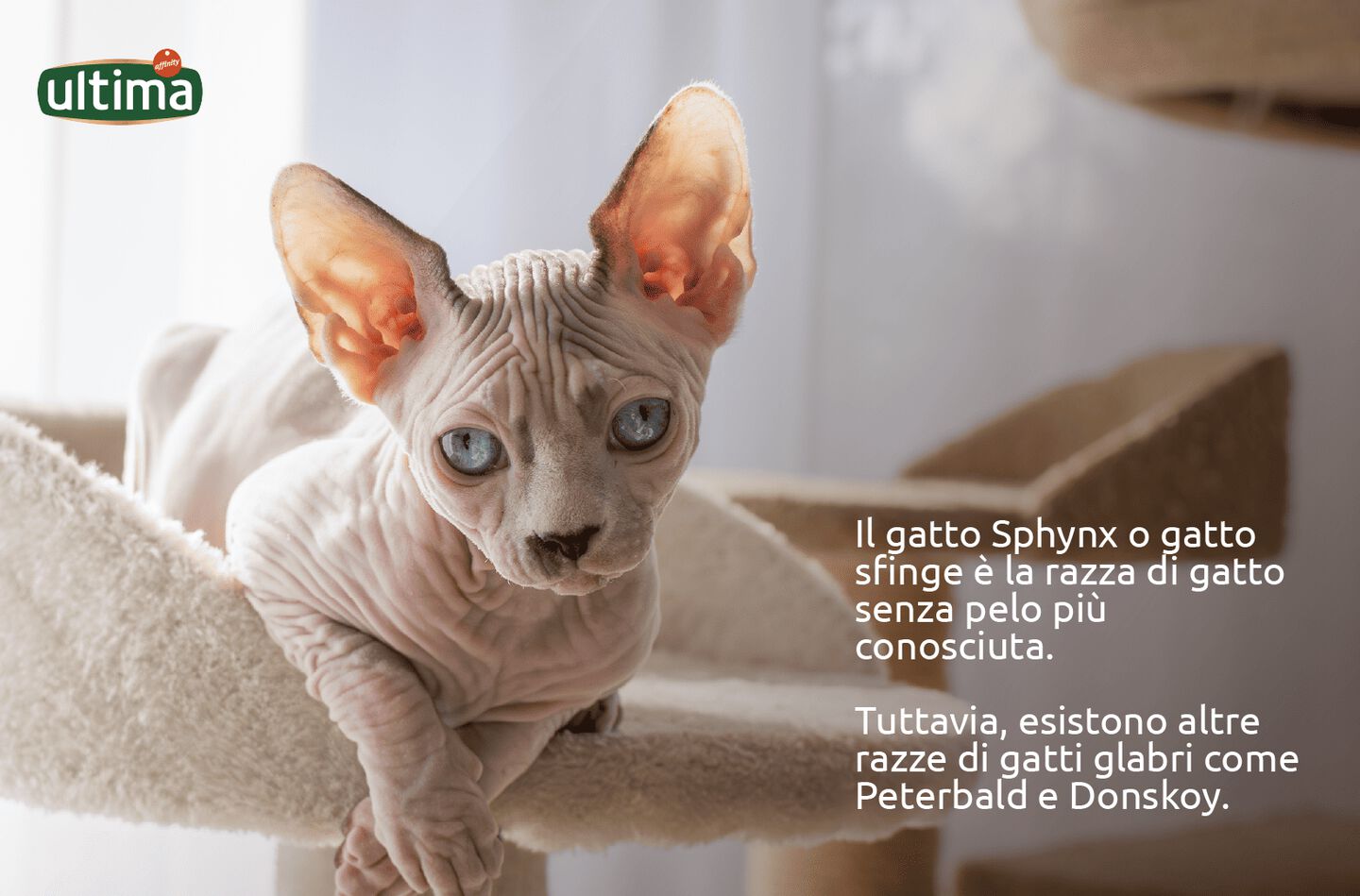 Fotografia di un gatto sfinge su sfondo viola. Testo: Il gatto Sphynx o gatto sfinge &egrave; la razza di gatto senza pelo pi&ugrave; conosciuta. Tuttavia, esistono altre razze di gatti glabri come Peterbald e Donskoy.