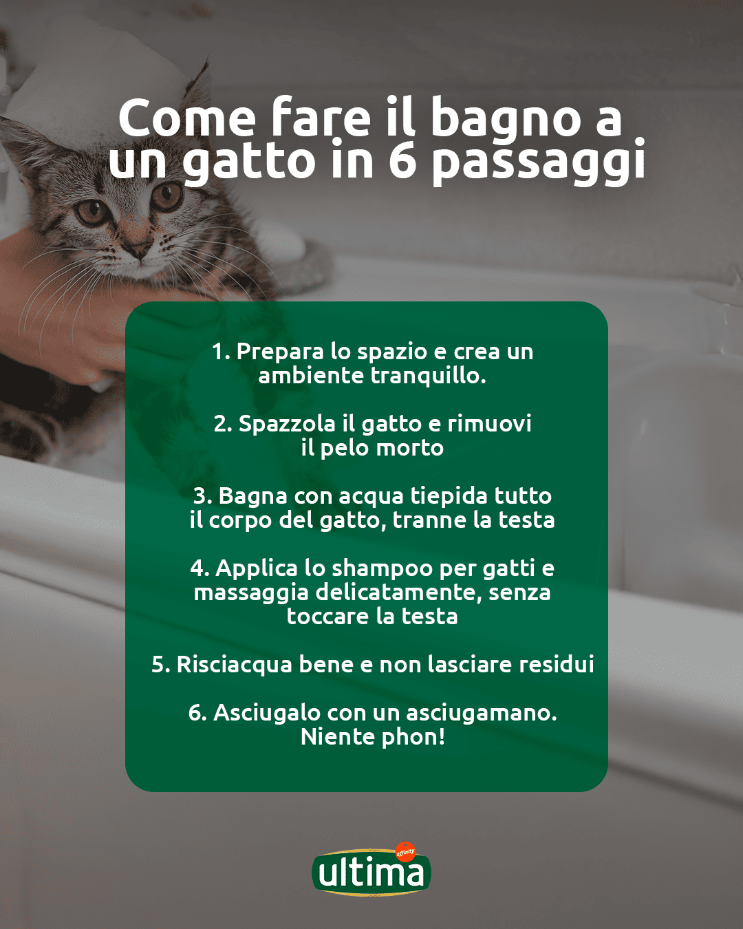 Infografica con il passo a passo per fare il bagno a un gatto e un&rsquo;illustrazione di un gatto che guarda la vasca. Testo: &ldquo;Come fare il bagno a un gatto in 6 passaggi. 1. Prepara lo spazio e crea un ambiente tranquillo. 2. Spazzola il gatto e rimuovi il pelo morto. 3. Bagna con acqua tiepida tutto il corpo del gatto, tranne la testa. 4. Applica lo shampoo per gatti e massaggia delicatamente, senza toccare la testa. 5. Risciacqua bene e non lasciare residui. 6. Asciugalo con un asciugamano. Niente phon!