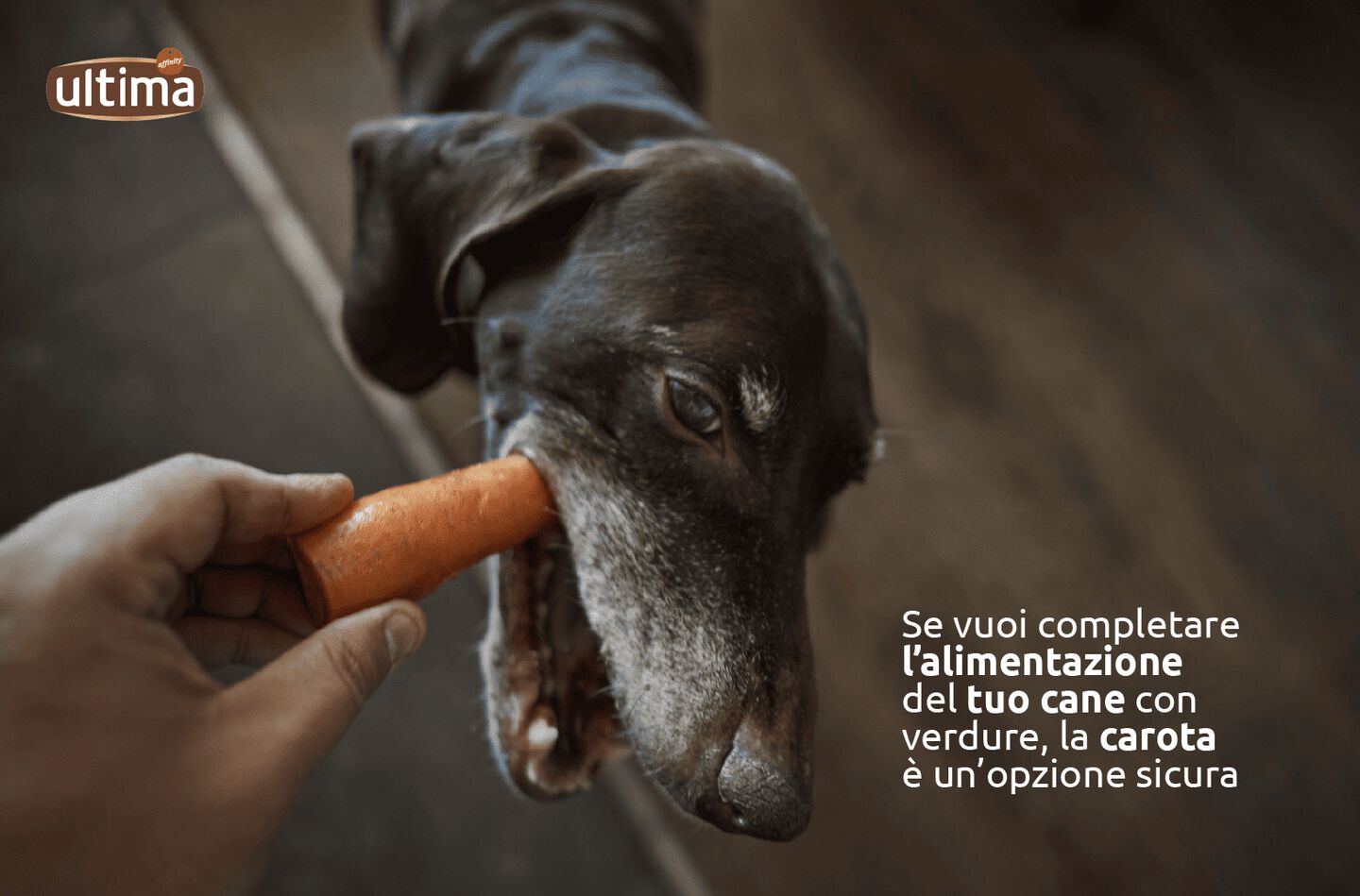Cane che tiene una carota nel muso