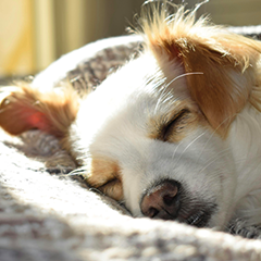 Image Link For Il riposo dei cani