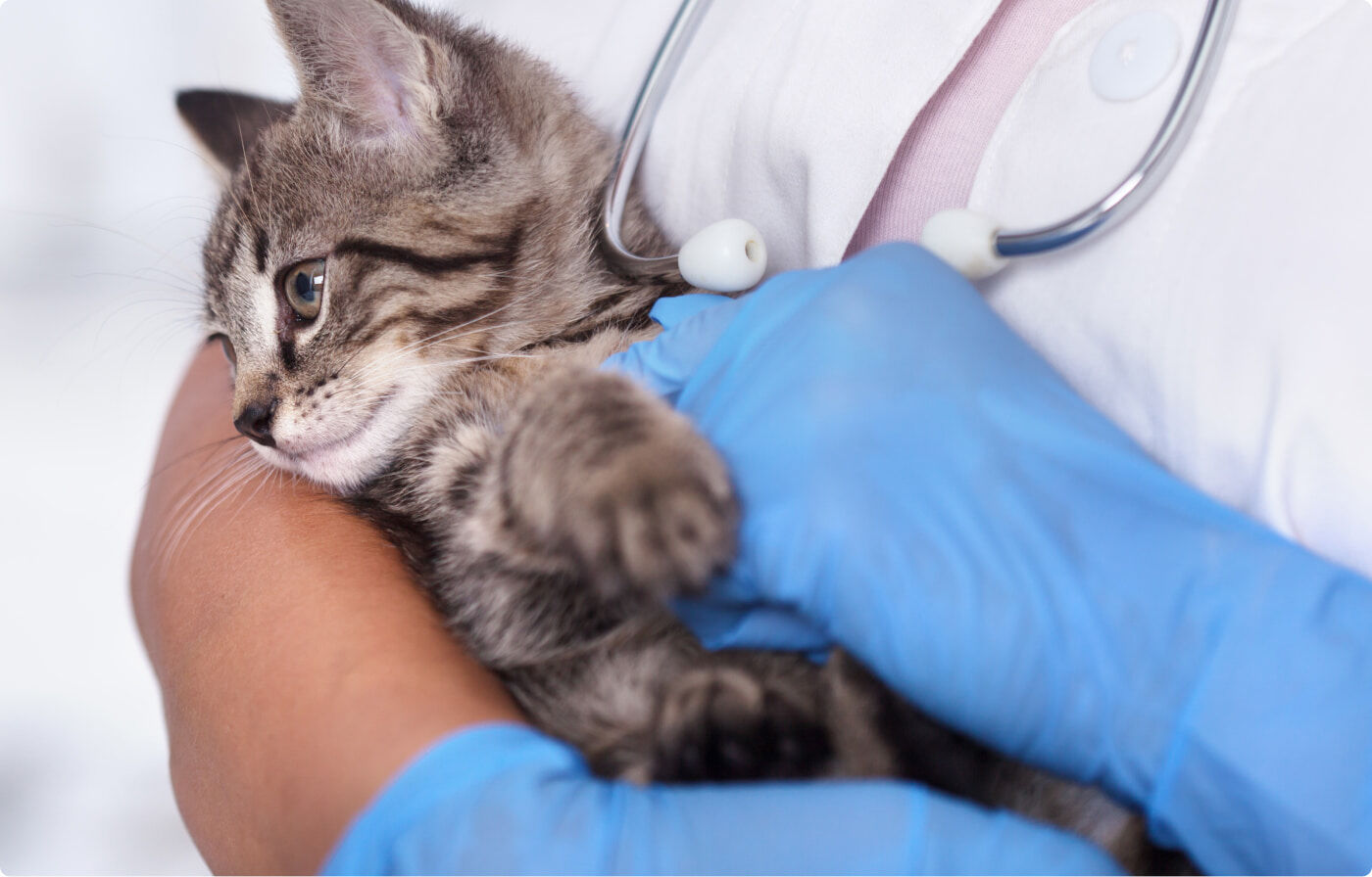 sterilizzazione gatte