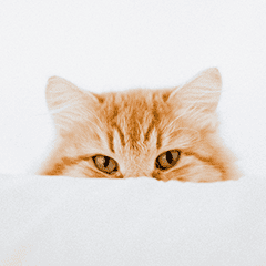 Image Link For Congiuntivite nei gatti: come prevenire e trattare la congiuntivite felina