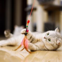 Image Link For Come far giocare di più il nostro gatto?