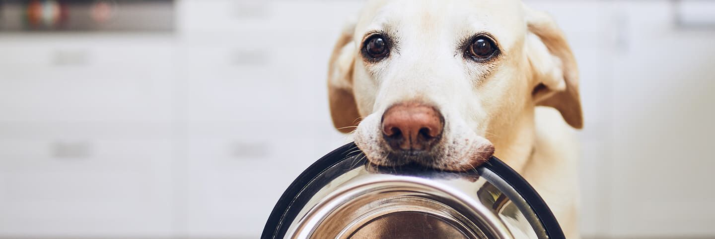 Image Link For Alimenti vietati ai cani: cosa non possono mangiare