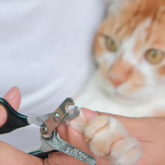 Image Link For Come tagliare le unghie al gatto