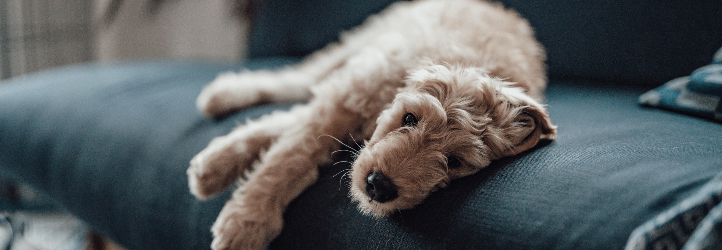 Image Link For Cosa fare se il mio cane non si adatta alla sua nuova casa?