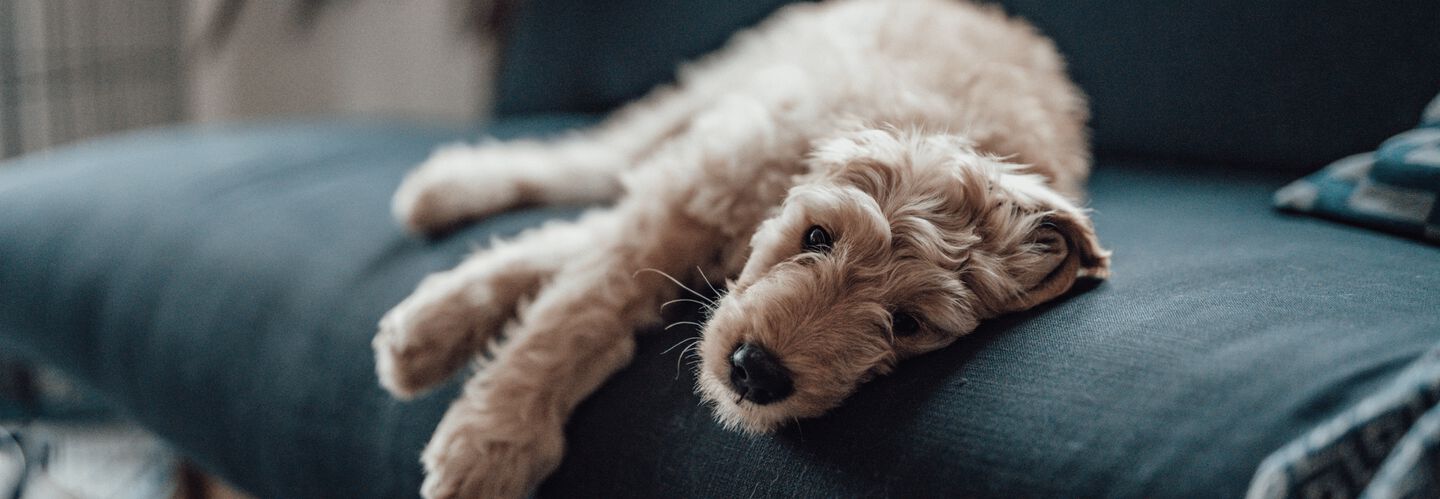 Cosa fare se il mio cane non si adatta alla sua nuova casa?