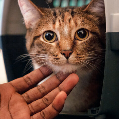 Image Link For Come scegliere il trasportino per il tuo gatto?