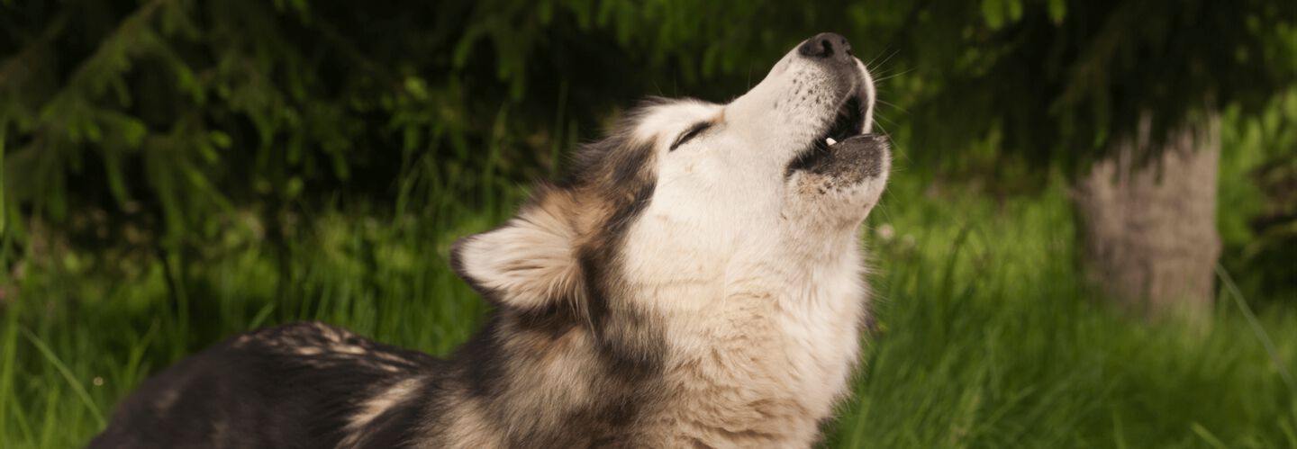 La comunicazione canina: che tipo di suono emette un cane?