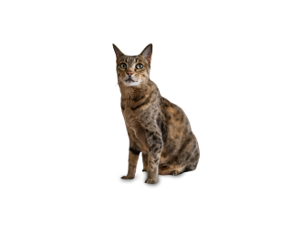 Gatto Ashera